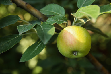 Photo of Ripe apple on tree branch in garden, closeup