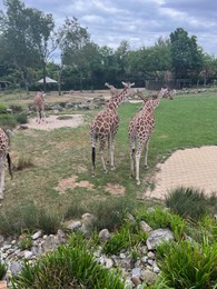 Rotterdam, Netherlands - August 27, 2022: Group of beautiful giraffes in zoo enclosure