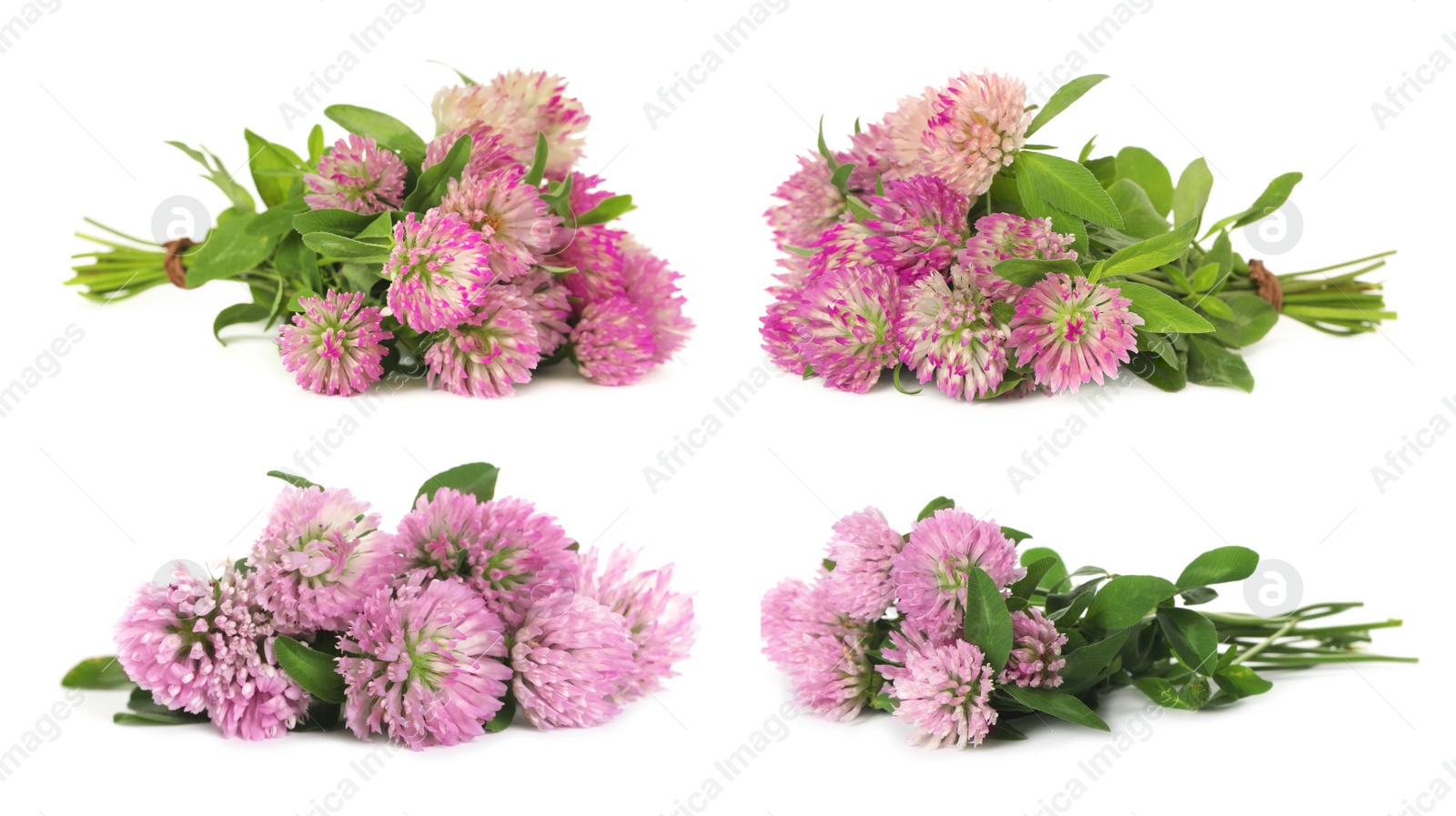 Image of Set with beautiful clover flowers on white background