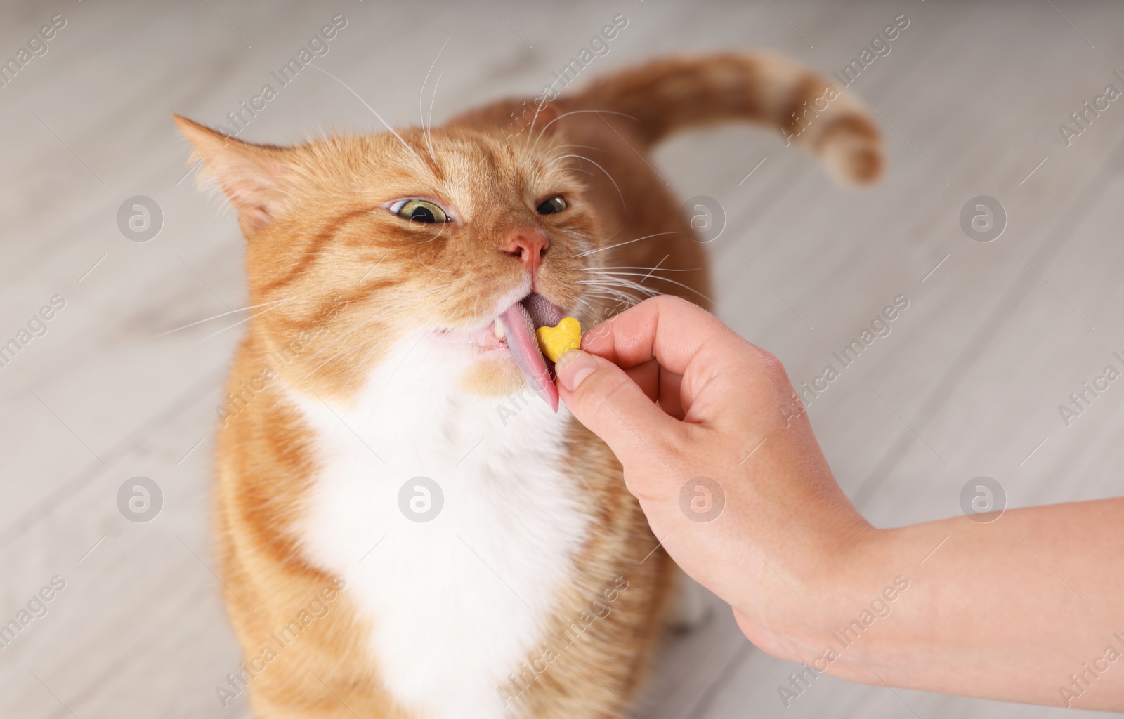 Photo of Woman giving vitamin pill to cute ginger cat indoors, closeup