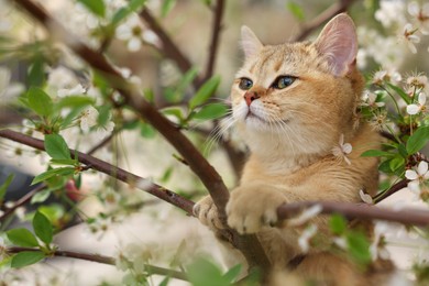 Cute cat among blossoming spring tree branches outdoors