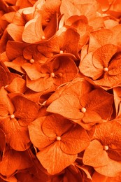 Image of Beautiful orange hortensia flowers as background, closeup