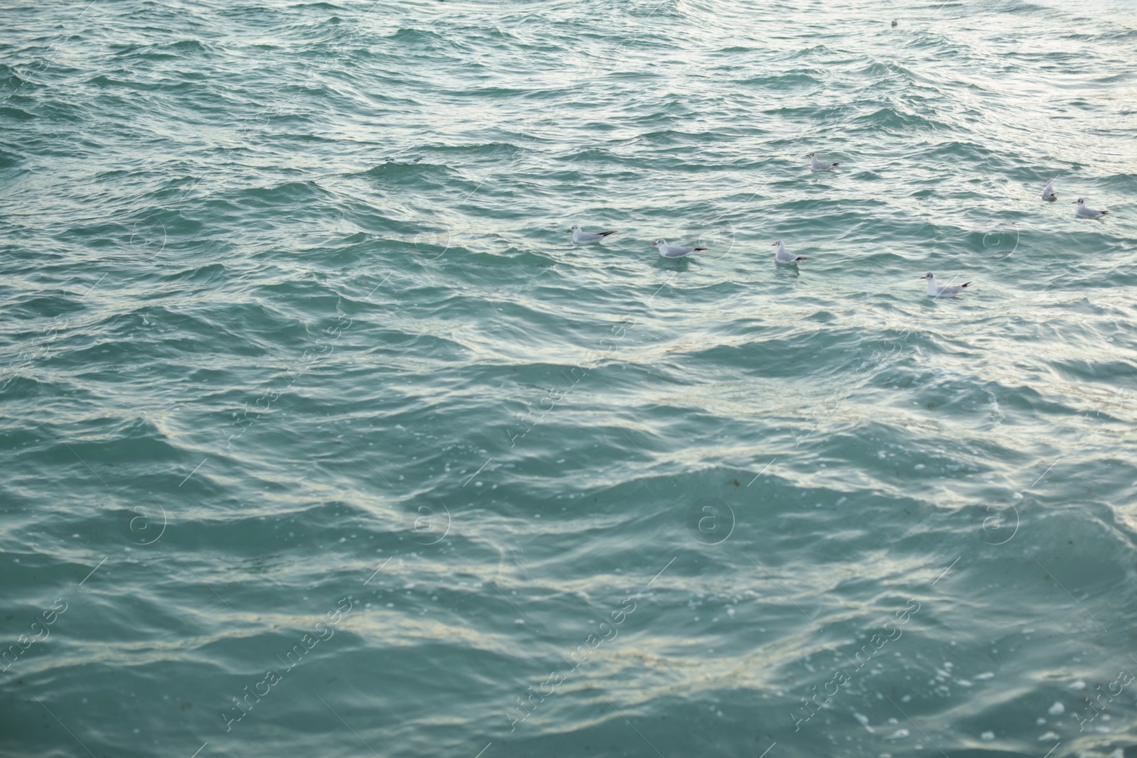 Photo of Beautiful view of sea with birds on windy day