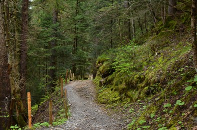 Beautiful view of pathway among green tall trees in forest