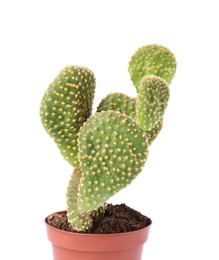 Beautiful green Opuntia cactus in pot on white background