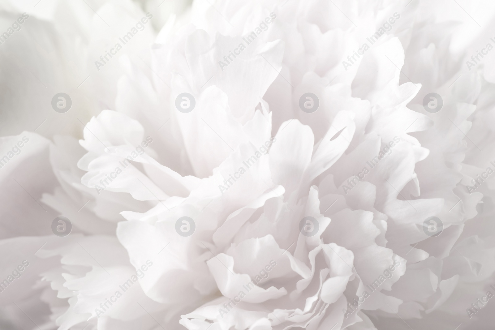 Image of Beautiful blooming white peony as background, closeup