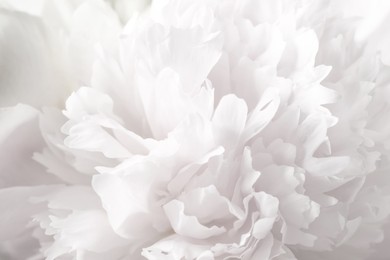 Image of Beautiful blooming white peony as background, closeup