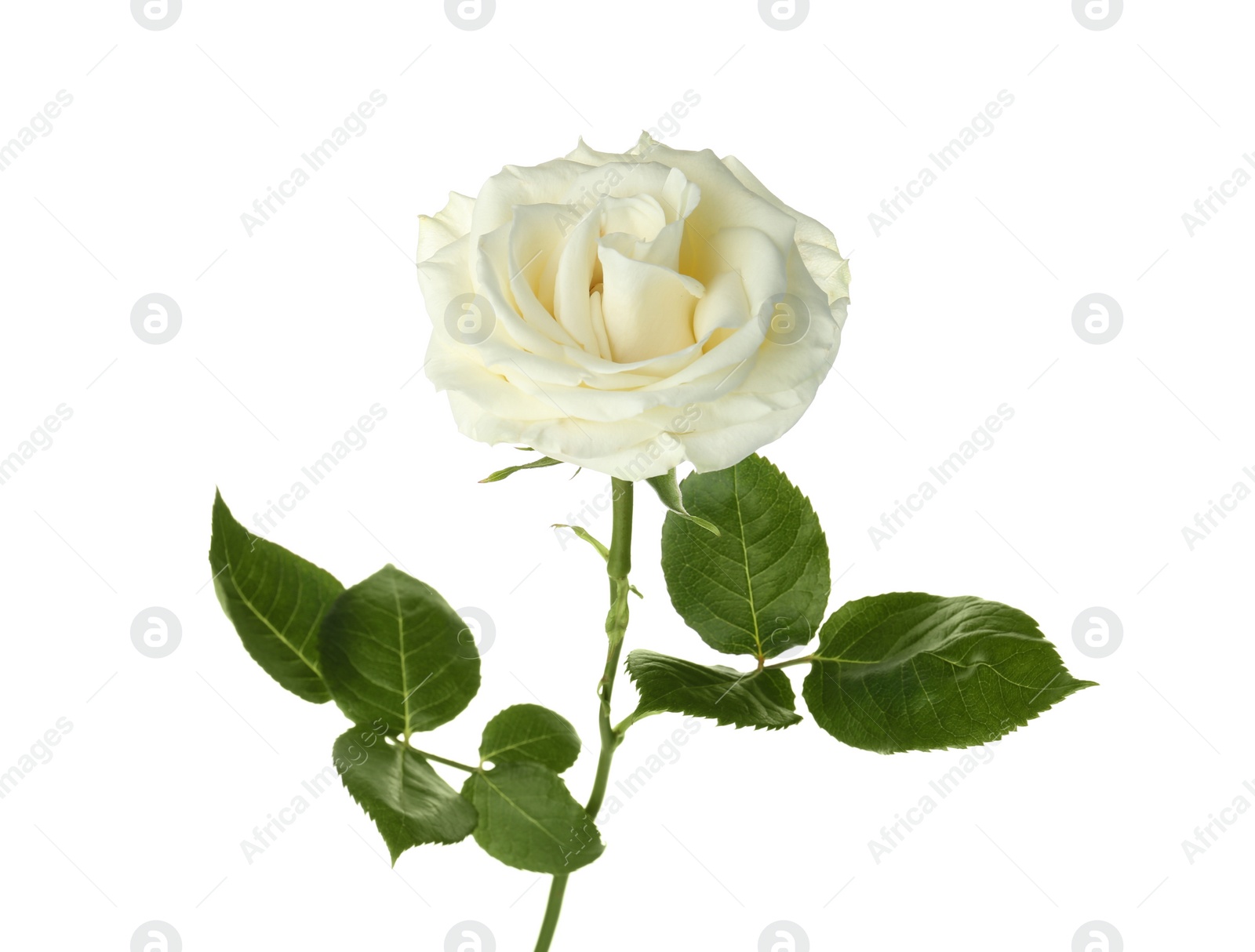 Photo of Beautiful fresh rose on white background. Funeral symbol