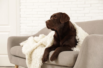 Chocolate labrador retriever covered with plaid on cozy sofa indoors