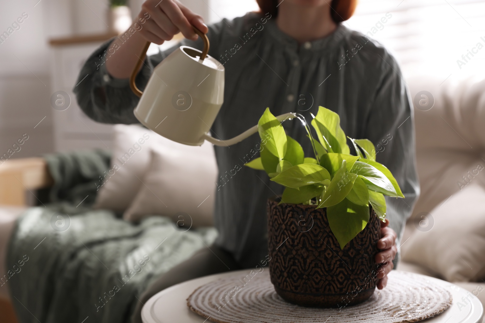 Photo of Woman watering beautiful potted plant indoors, closeup. Floral house decor