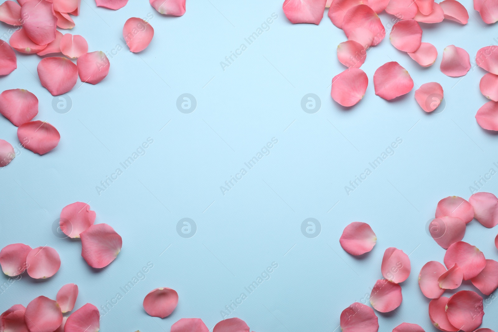 Photo of Beautiful pink rose flower petals on light blue background, flat lay. Space for text