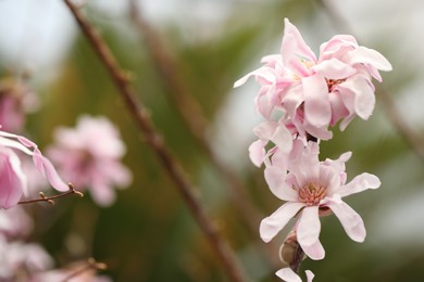 Photo of Closeup view of beautiful blooming magnolia tree outdoors. Space for text