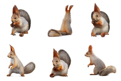 Image of Set with cute squirrels on white background