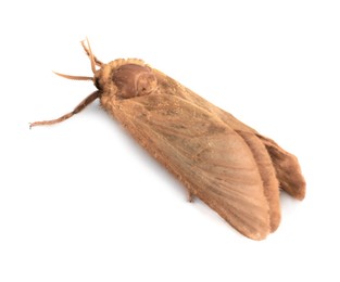 Brown common clothing moth isolated on white