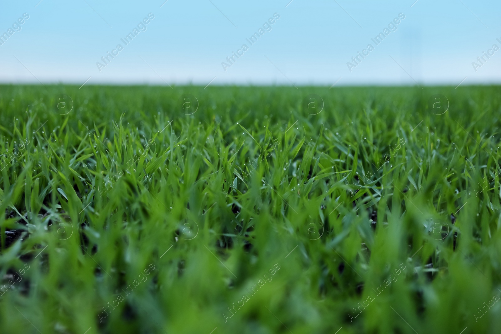 Photo of Beautiful view of fresh green grass outdoors, closeup