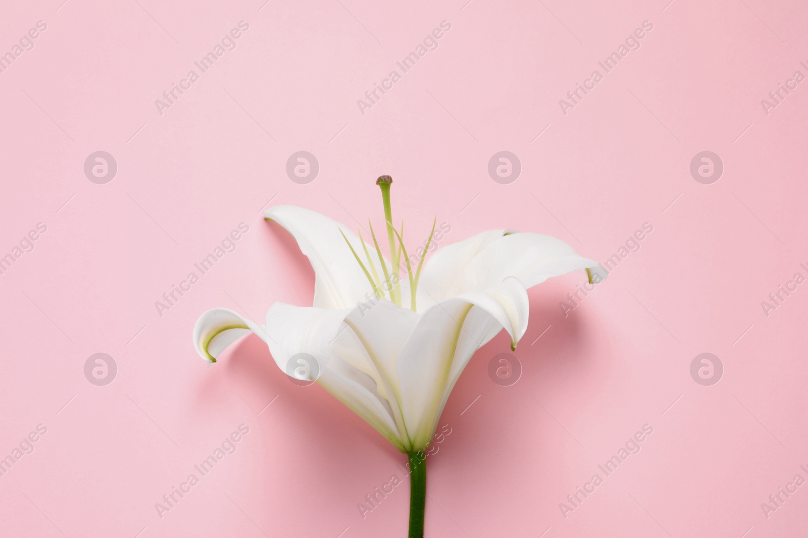 Photo of Beautiful white lily flower on pink background, top view