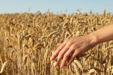 Woman touching ears of wheat in field under blue sky, closeup