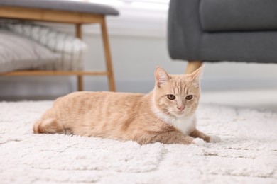 Cute ginger cat lying on floor at home