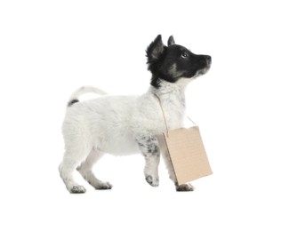 Cute little dog with blank cardboard sign on white background. Homeless pet