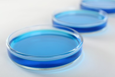 Photo of Petri dishes with light blue liquid on white background, closeup