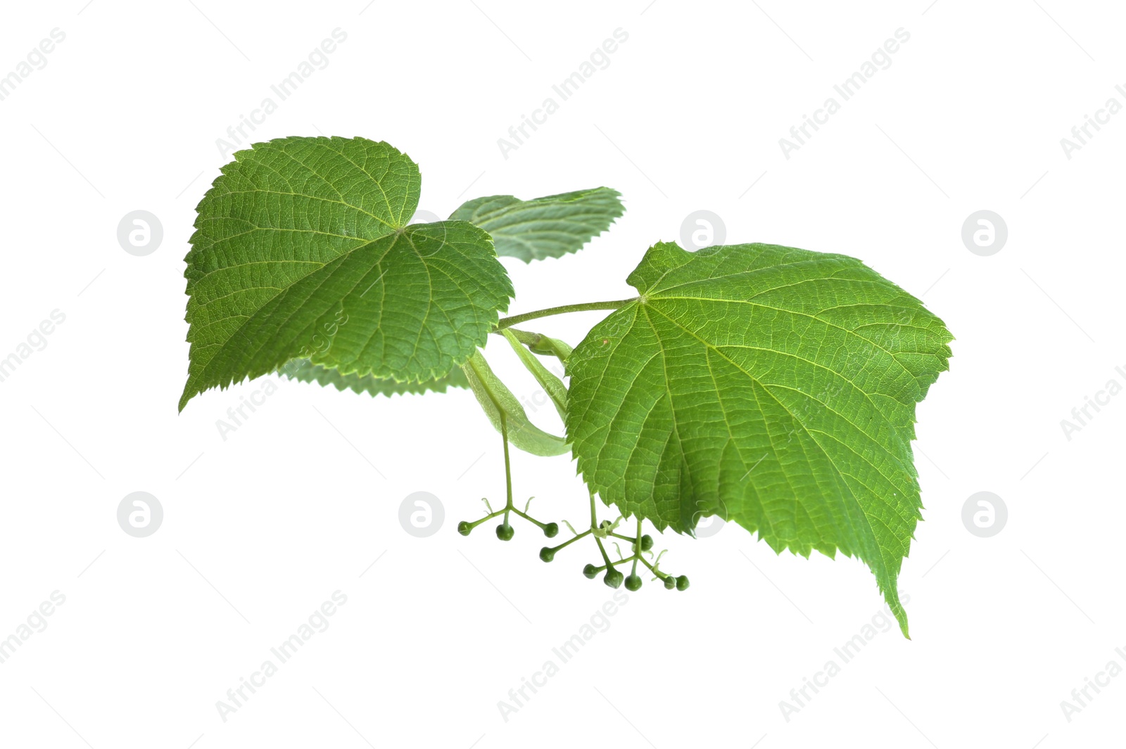 Photo of Branch of linden tree with young fresh leaves and green buds isolated on white. Spring season