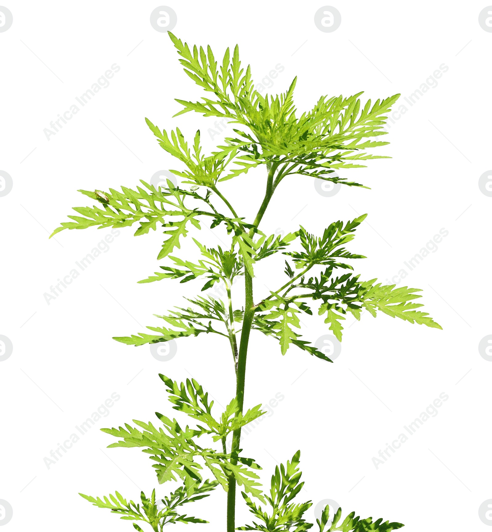 Photo of Blooming ragweed plant (Ambrosia genus) on white background. Seasonal allergy