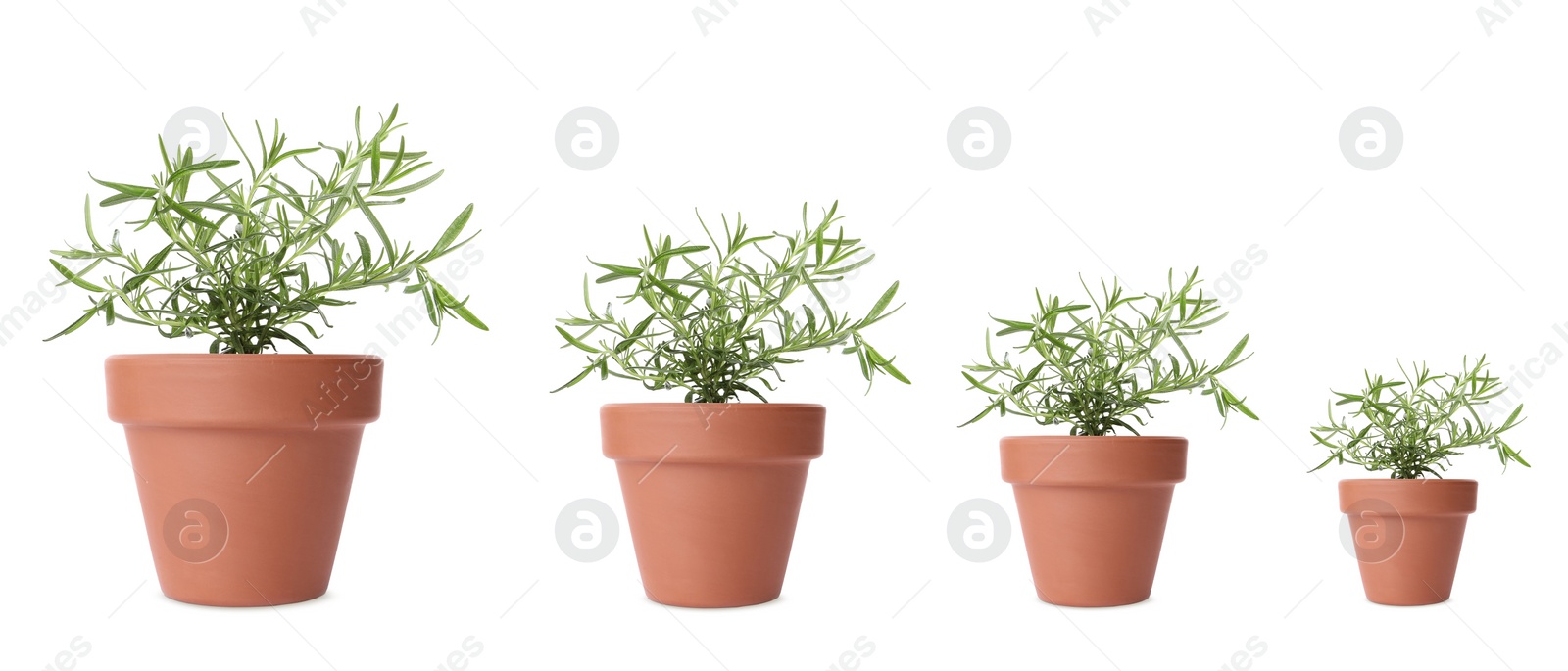 Image of Rosemary growing in pots isolated on white, different sizes