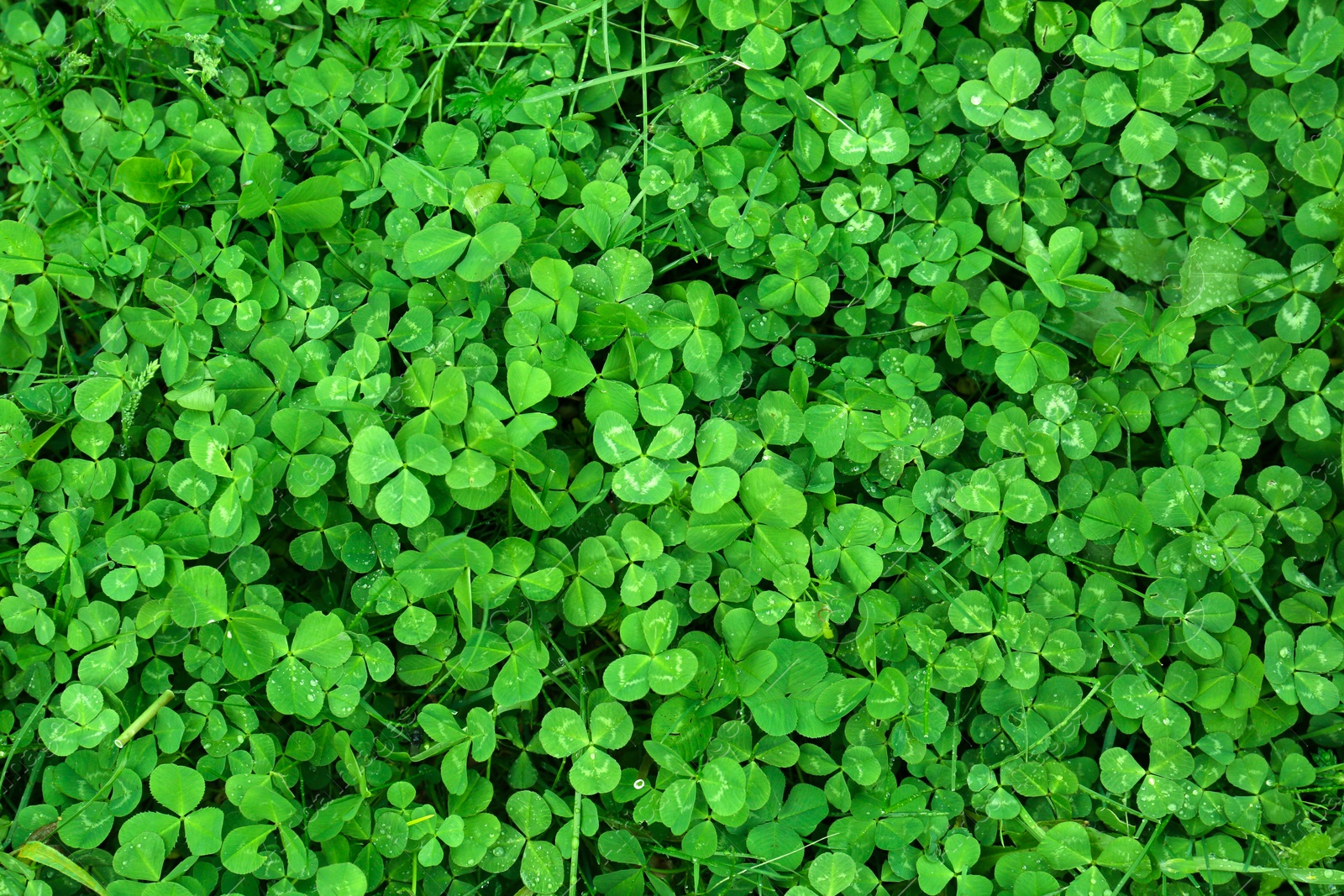 Photo of Beautiful green clover leaves and grass with water drops, top view