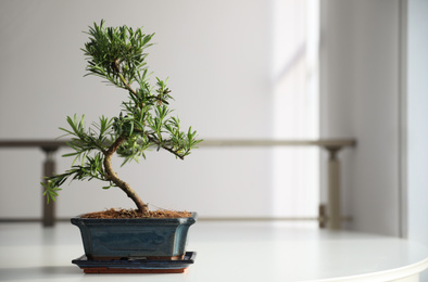 Photo of Japanese bonsai plant on light table indoors, space for text. Creating zen atmosphere at home