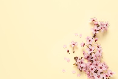 Photo of Sakura tree branch with beautiful pink blossoms on beige background, flat lay. Space for text