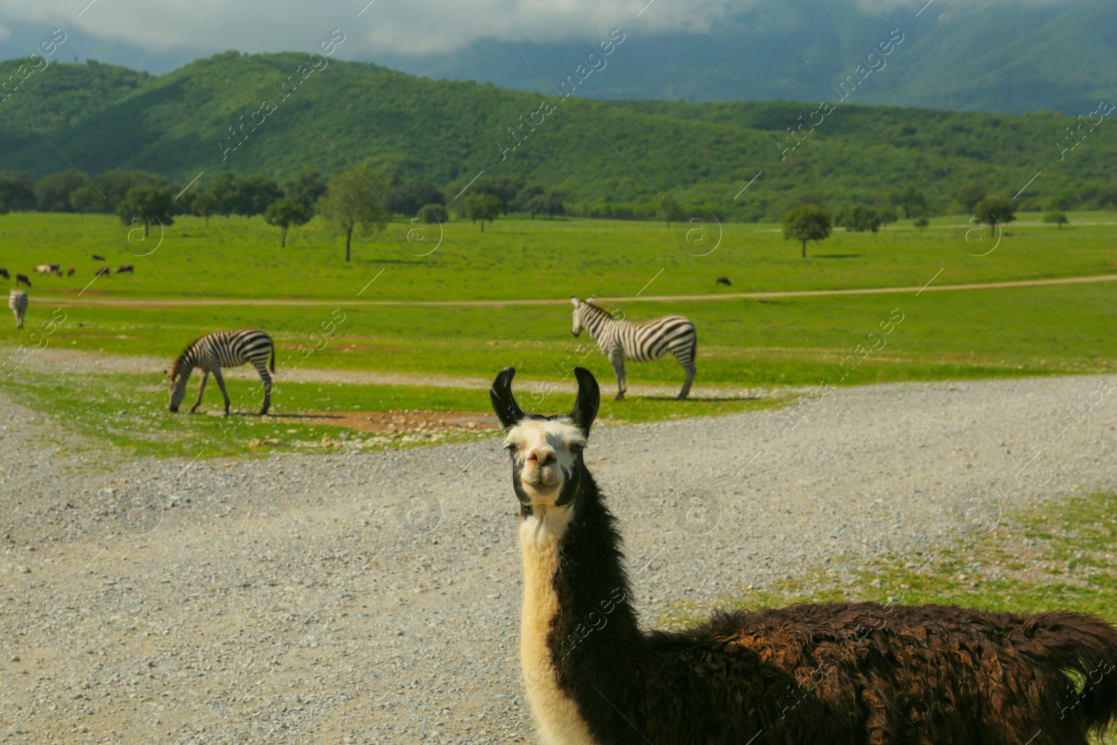 Photo of Beautiful fluffy llama in safari park on summer day