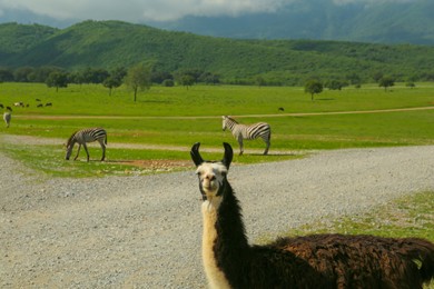 Photo of Beautiful fluffy llama in safari park on summer day