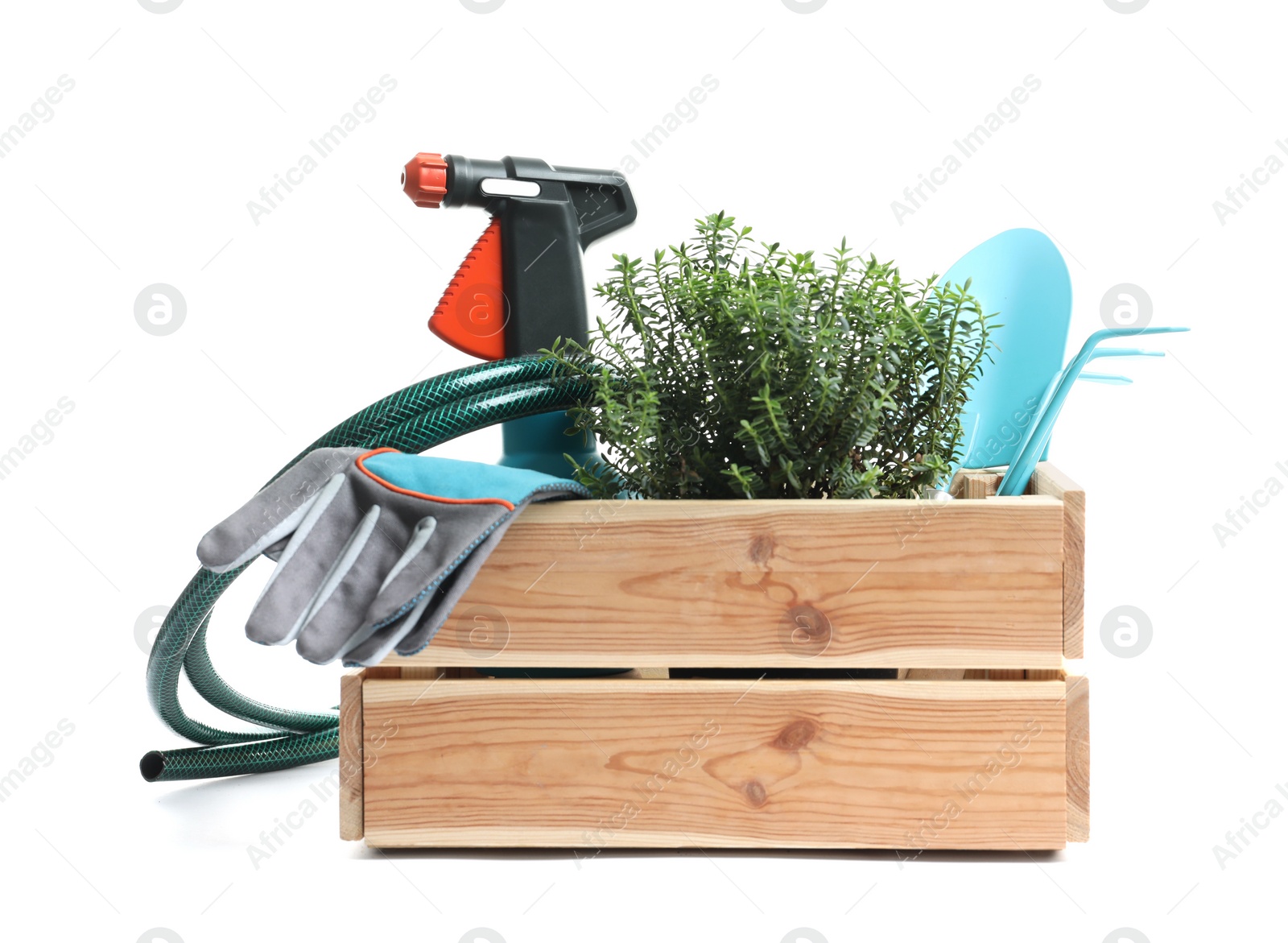 Photo of Wooden crate with plant and gardening tools on white background