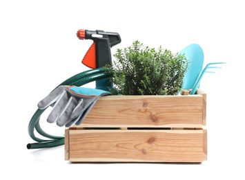 Photo of Wooden crate with plant and gardening tools on white background