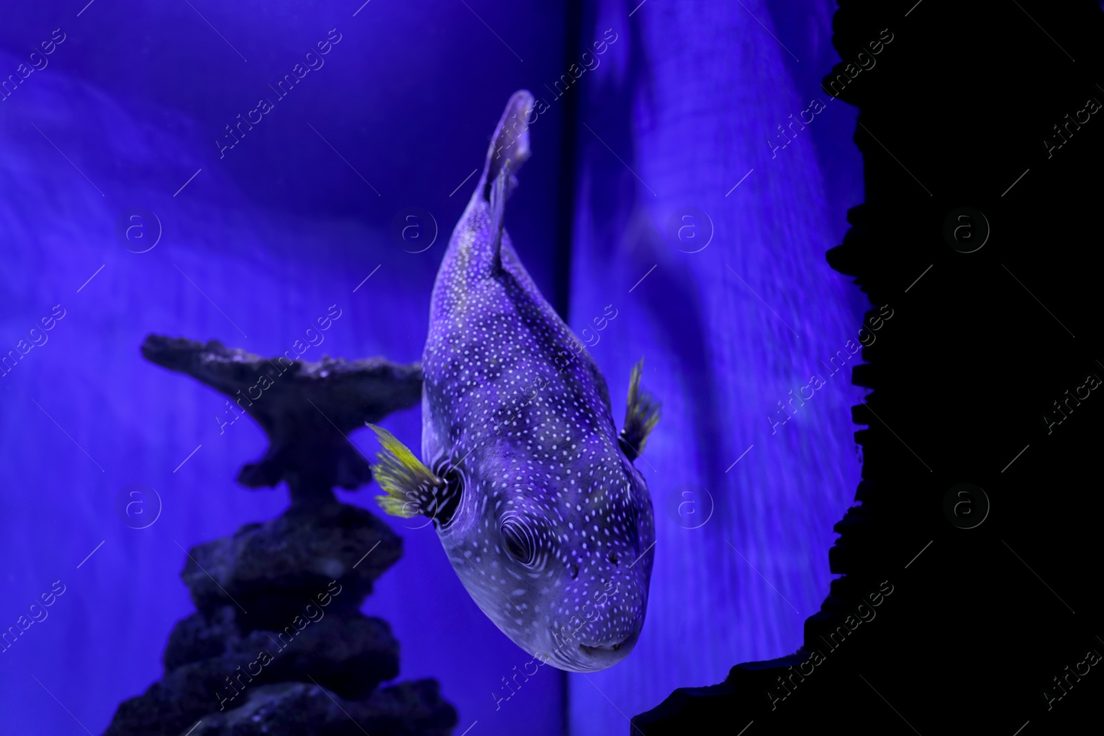 Photo of Beautiful pufferfish in clear toned blue aquarium