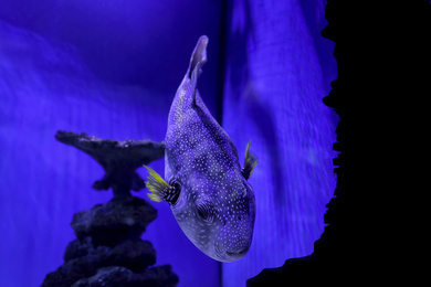 Beautiful pufferfish in clear toned blue aquarium