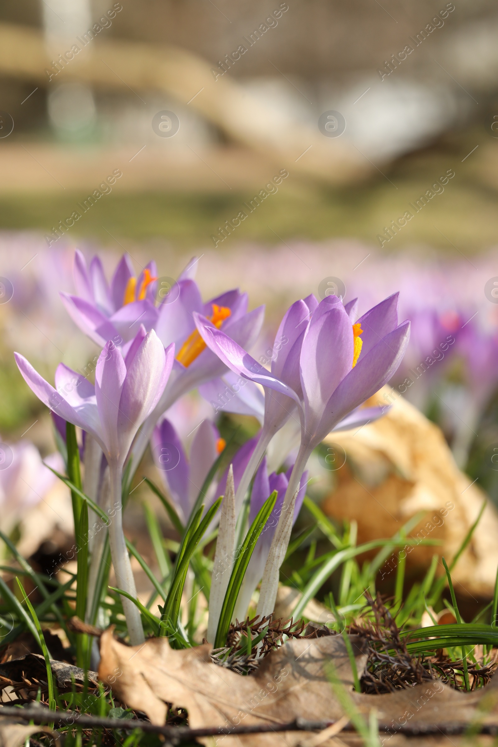 Photo of Beautiful crocus flowers growing outdoors, closeup view