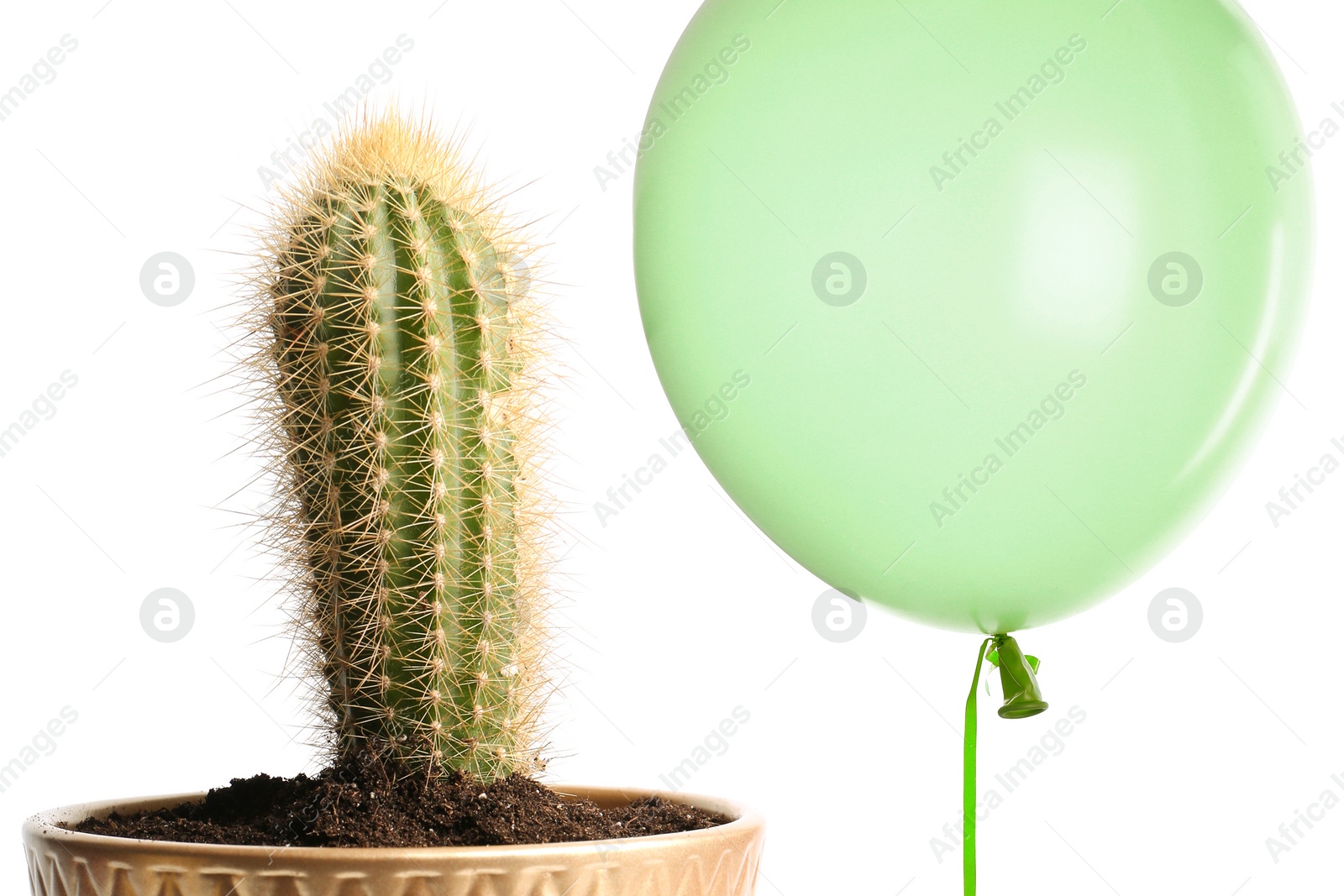Image of Green balloon near cactus on white background