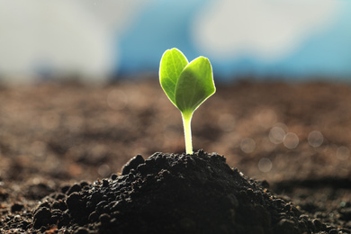 Photo of Young vegetable seedling growing in soil outdoors