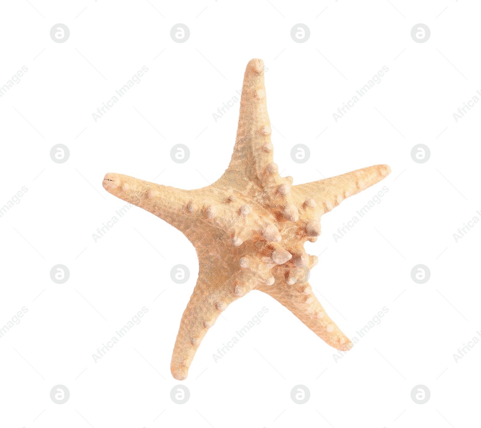 Photo of Beautiful sea star (starfish) isolated on white