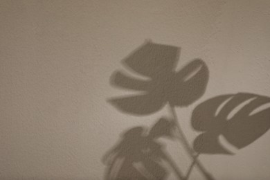 Photo of Shadows of monstera leaves on light wall, space for text