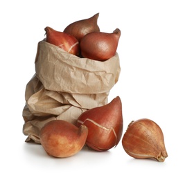 Tulip bulbs in paper bag on white background