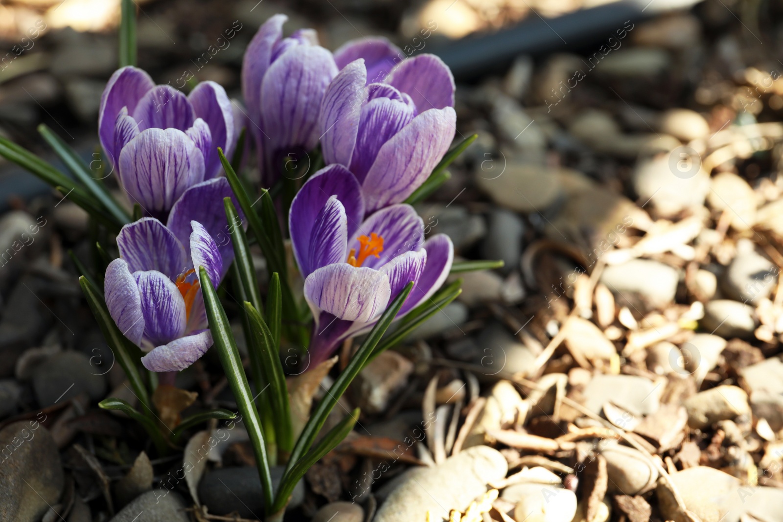 Photo of Beautiful crocus flowers outdoors, closeup. Space for text