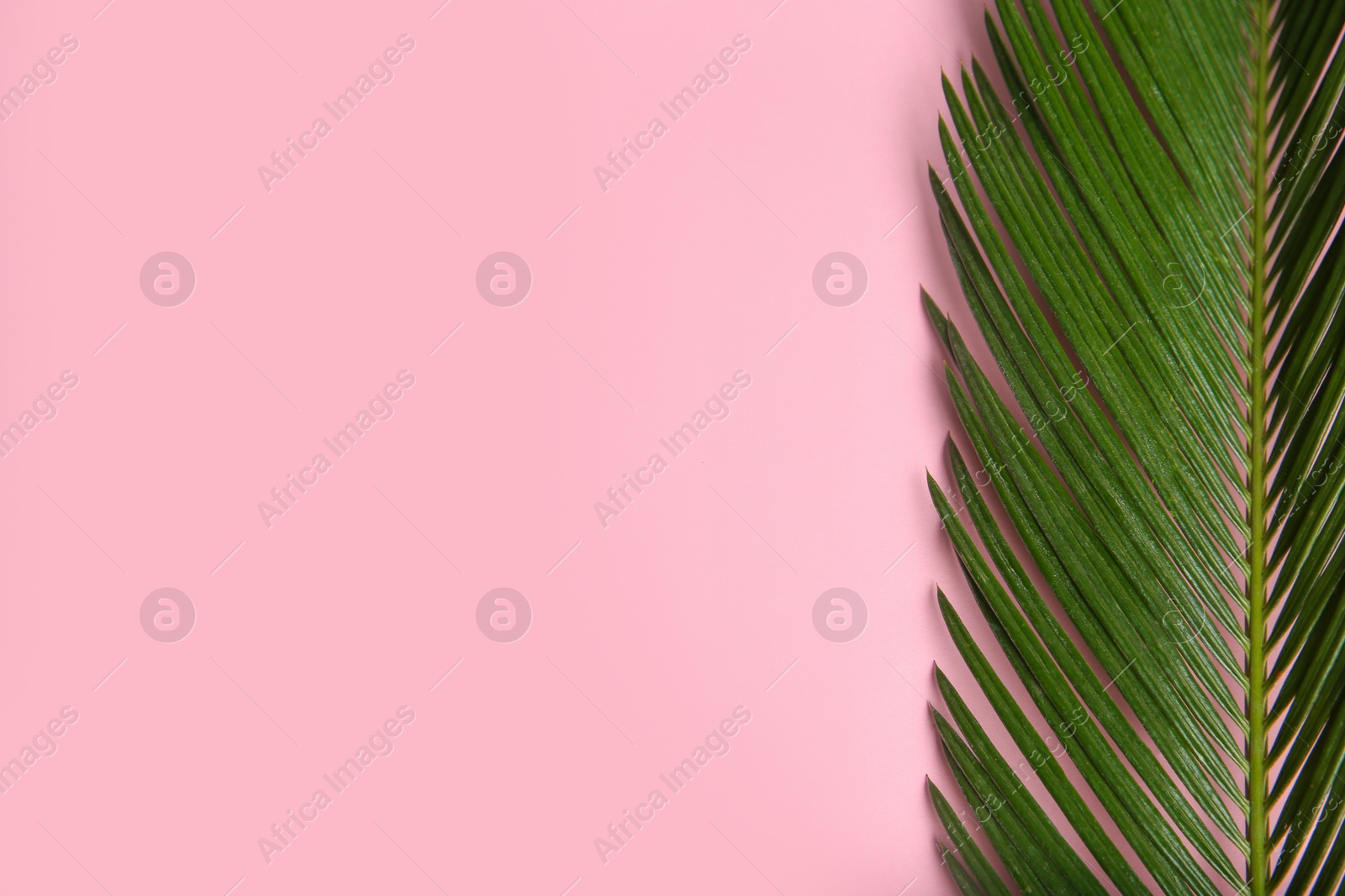 Photo of Flat lay composition with tropical leaves on color background