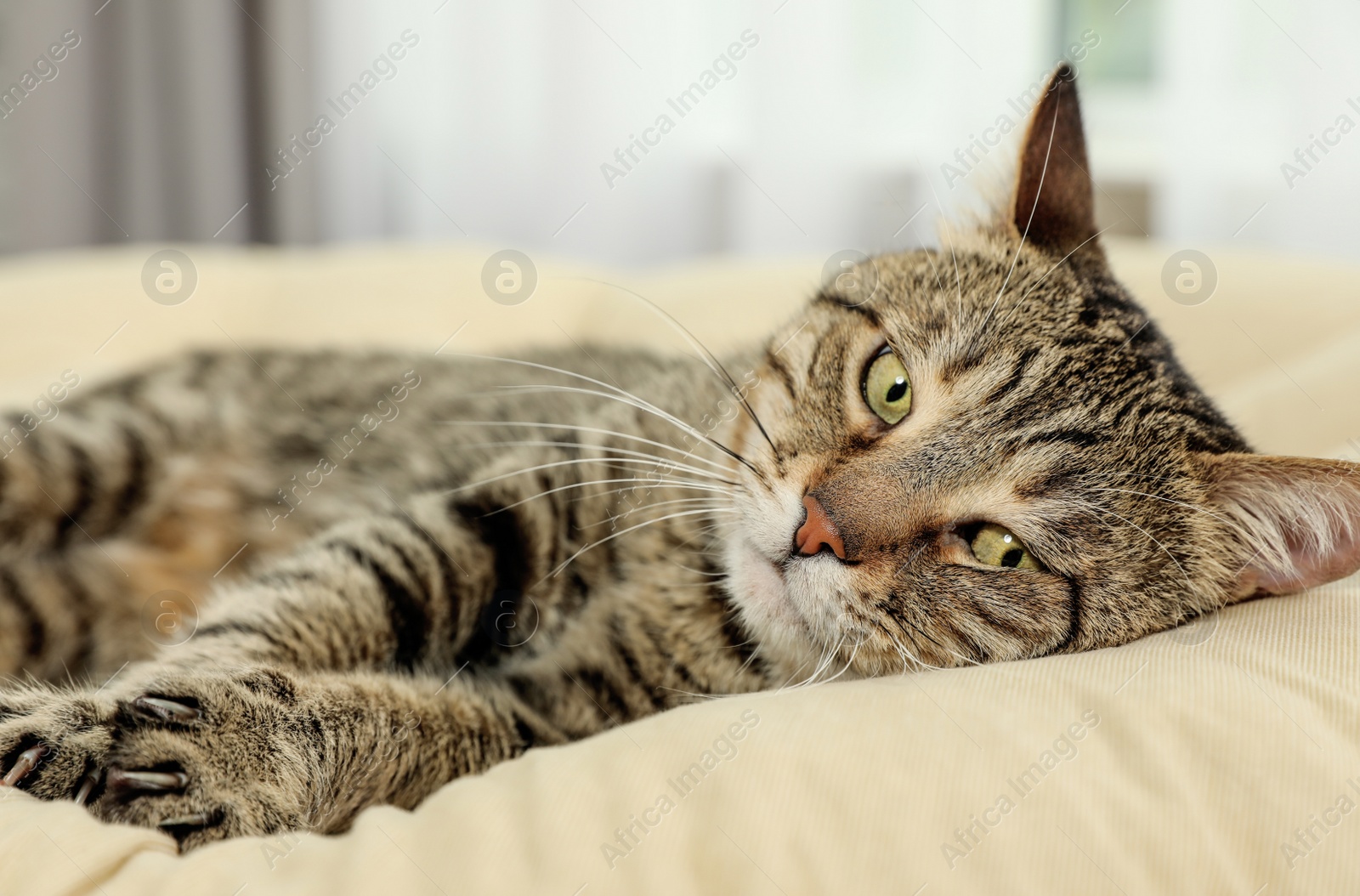 Photo of Cute tabby cat lying on pillow indoors. Friendly pet