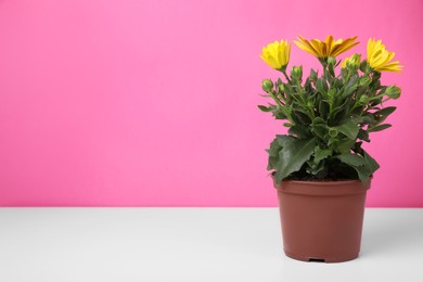 Photo of Beautiful potted yellow chrysanthemum flowers on white table against pink background. Space for text