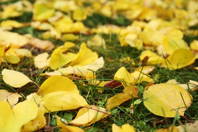 Photo of Fallen yellow autumn leaves on green grass