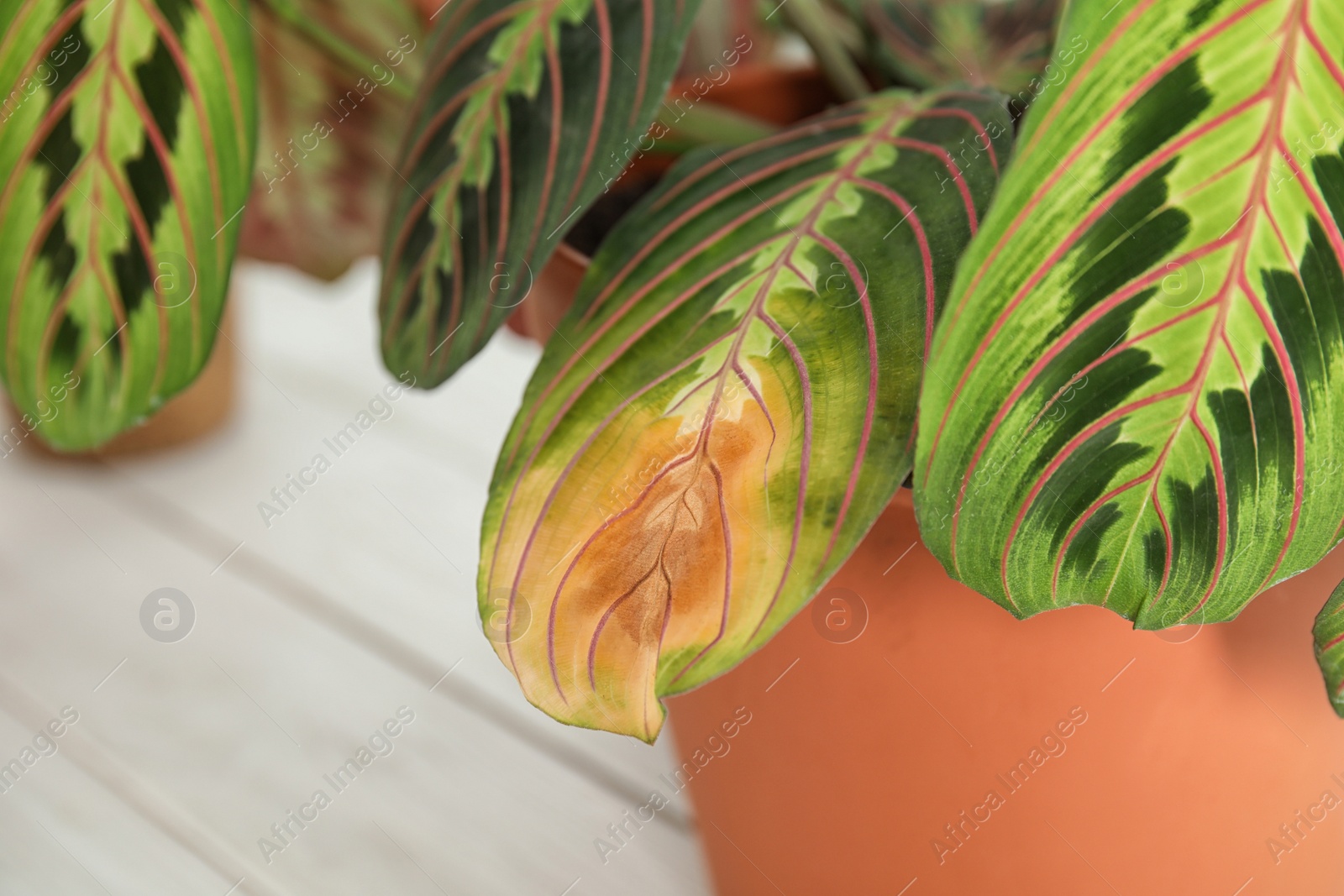 Photo of Home plant with leaf blight disease on  blurred background, closeup