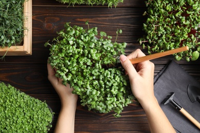 Photo of Woman taking care of microgreen at wooden table, top view