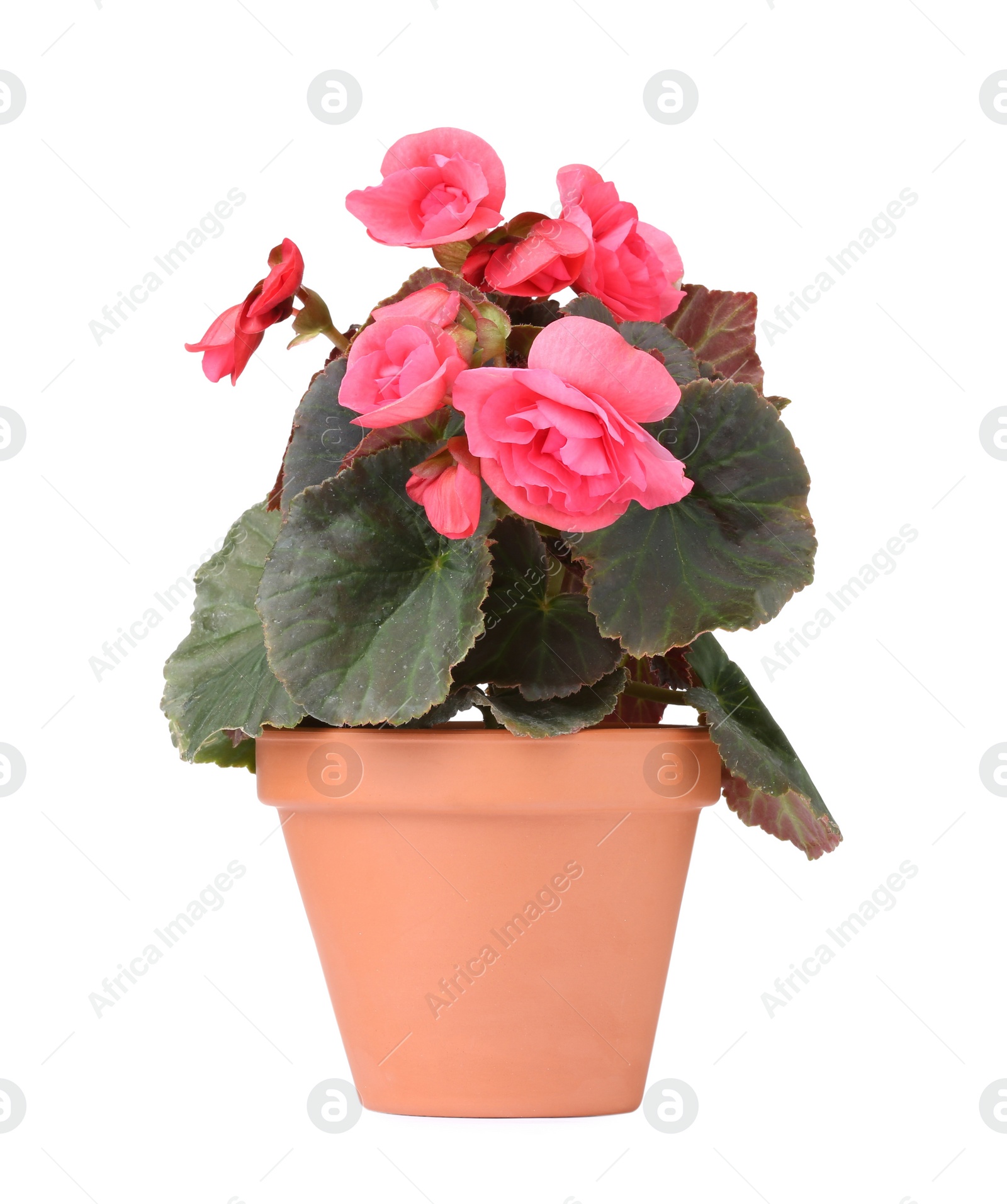 Photo of Beautiful begonia flower in pot isolated on white